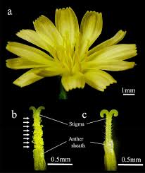 Attēlu rezultāti vaicājumam “Lactuca sativa flower”