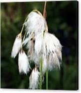 Attēlu rezultāti vaicājumam “Eriophorum angustifolium”