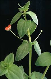 Attēlu rezultāti vaicājumam “Anagallis arvensis leaf”