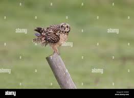 Attēlu rezultāti vaicājumam “Asio flammeus adult”