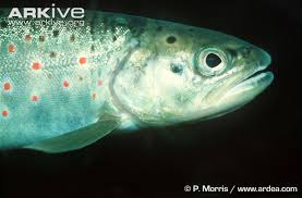 Image result for Salvelinus alpinus oquassa
