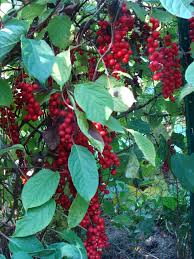 Attēlu rezultāti vaicājumam “Schisandra chinensis”