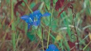 Attēlu rezultāti vaicājumam “Gentiana pneumonanthe flower”