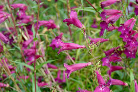 Image result for Penstemon