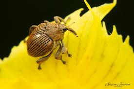 Attēlu rezultāti vaicājumam “Mononychus punctumalbum”