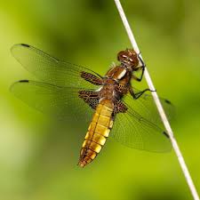 Attēlu rezultāti vaicājumam “Lestes dryas female”
