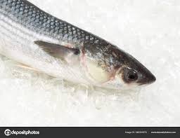Image result for Chelon labrosus
