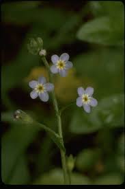 Attēlu rezultāti vaicājumam “Myosotis laxa subsp. baltica”