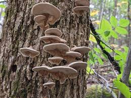 Attēlu rezultāti vaicājumam “Bjerkandera fumosa”