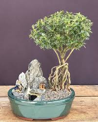 Image result for parthenocissus bonsai
