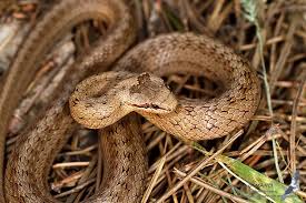 Attēlu rezultāti vaicājumam “Coronella austriaca adult”