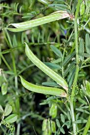 Attēlu rezultāti vaicājumam “Vicia cracca fruit”