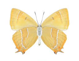 Attēlu rezultāti vaicājumam “Thecla betulae female”