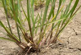 Attēlu rezultāti vaicājumam “Alopecurus aequalis leaf”
