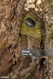 Attēlu rezultāti vaicājumam “Troglodytes troglodytes nest”