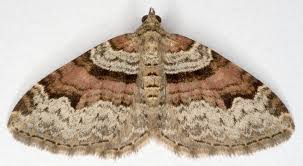 Attēlu rezultāti vaicājumam “Xanthorhoe designata”