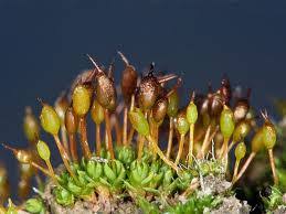 Attēlu rezultāti vaicājumam “Pottiales”