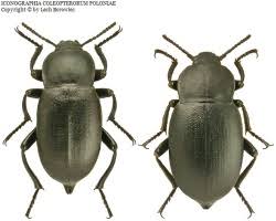 Attēlu rezultāti vaicājumam “Blaps mortisaga”