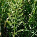 Attēlu rezultāti vaicājumam “Sium latifolium”