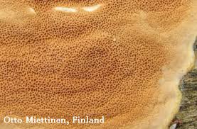 Attēlu rezultāti vaicājumam “Gloeoporus taxicola”