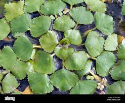 Attēlu rezultāti vaicājumam “Trapa natans”