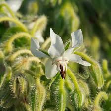 Attēlu rezultāti vaicājumam “Borago officinalis bud”