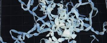 Image result for cestoda excrement dog