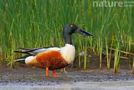 Attēlu rezultāti vaicājumam “Anas clypeata”