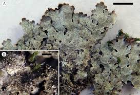 Attēlu rezultāti vaicājumam “Parmelia serrana”