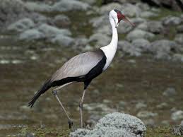 Attēlu rezultāti vaicājumam “Gruiformes”