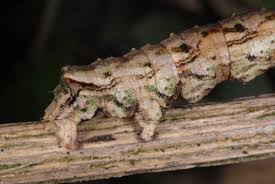 Attēlu rezultāti vaicājumam “Odontopera bidentata”