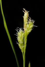 Attēlu rezultāti vaicājumam “Carex pallescens”