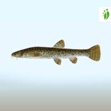 Attēlu rezultāti vaicājumam “Barbatula barbatula”