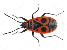 Attēlu rezultāti vaicājumam “Pyrrhocoris apterus”