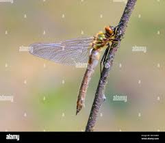 Attēlu rezultāti vaicājumam “Cordulia aenea”