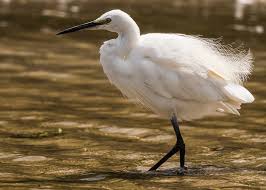 Attēlu rezultāti vaicājumam “Egretta garzetta”