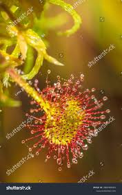 Attēlu rezultāti vaicājumam “Drosera rotundifolia leaf”