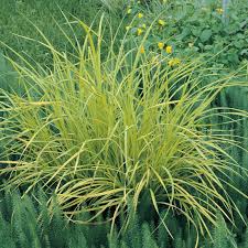 Attēlu rezultāti vaicājumam “Carex riparia”