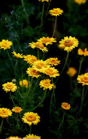 Image result for Färberkamille