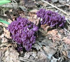 Attēlu rezultāti vaicājumam “Clavaria zollingeri”