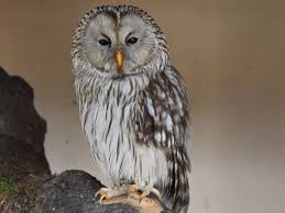 Attēlu rezultāti vaicājumam “Strix uralensis”