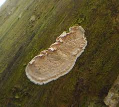 Attēlu rezultāti vaicājumam “Skeletocutis amorpha”