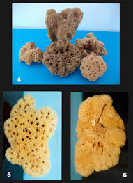 Attēlu rezultāti vaicājumam “Spongia”