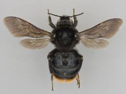 Attēlu rezultāti vaicājumam “Psithyrus sylvestris”