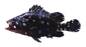 Image result for Dermatolepis inermis