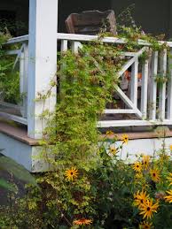 Image result for Adlumia cirrhosa