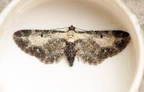 Attēlu rezultāti vaicājumam “Eupithecia succenturiata”