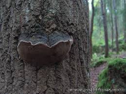 Attēlu rezultāti vaicājumam “Phellinus tremulae”