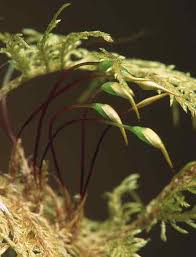 Attēlu rezultāti vaicājumam “Hylocomium splendens sporophyte”