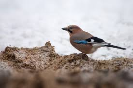 Attēlu rezultāti vaicājumam “Garrulus glandarius adult”